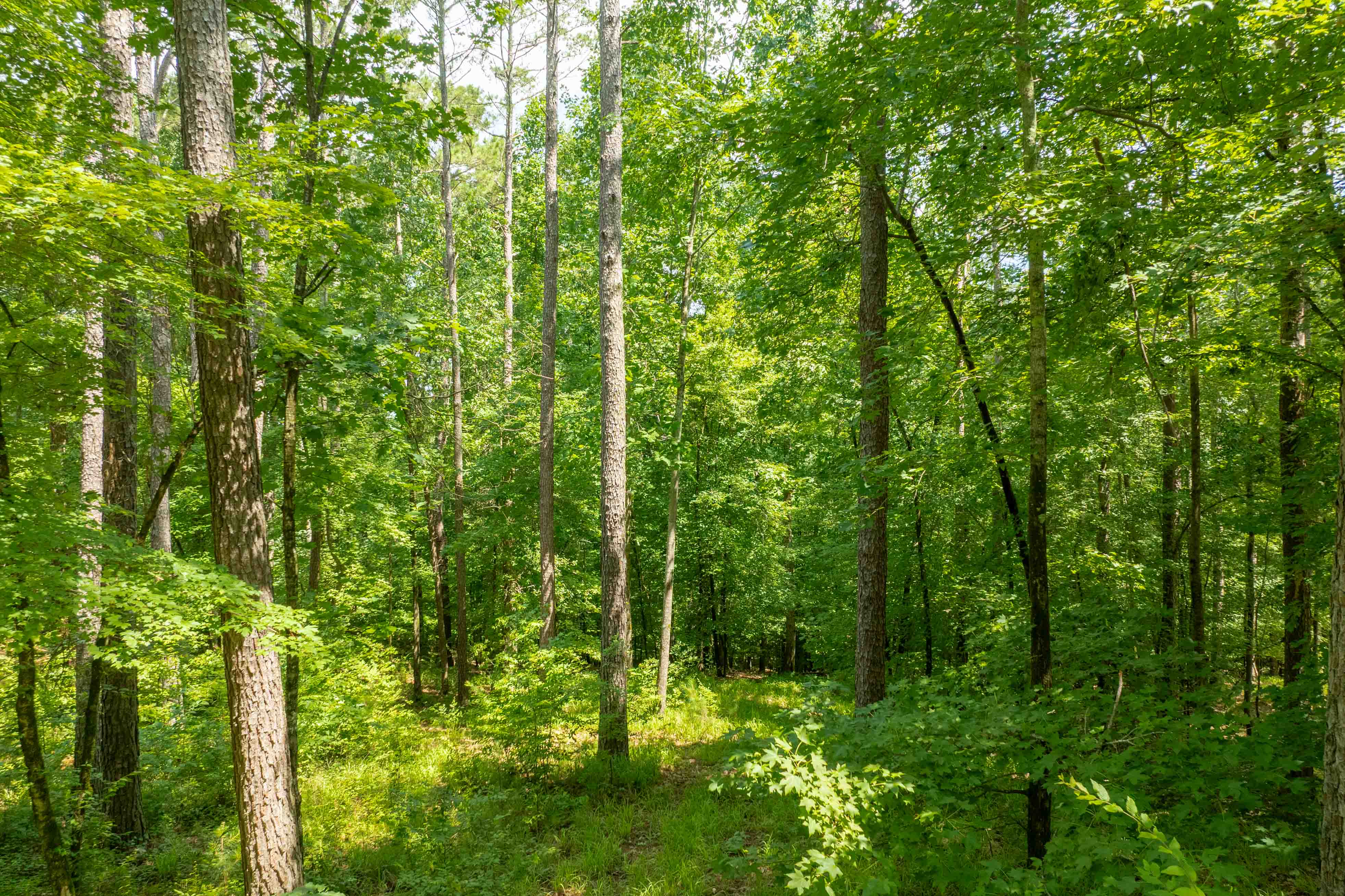 1171 Sunset Overlook image 9